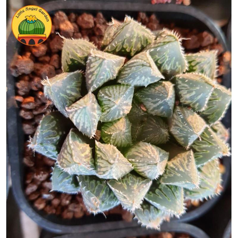 Sen đá Haworthia Mirror Ball | Sen đã thuần | Sen đá Kim Cương