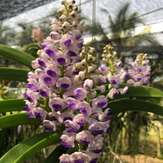 Hoa lan Hải yến trưởng thành sắp hoa