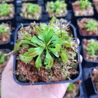 Cây bắt ruồi, Cây bẫy kẹp Flytrap Dentate x Bristle