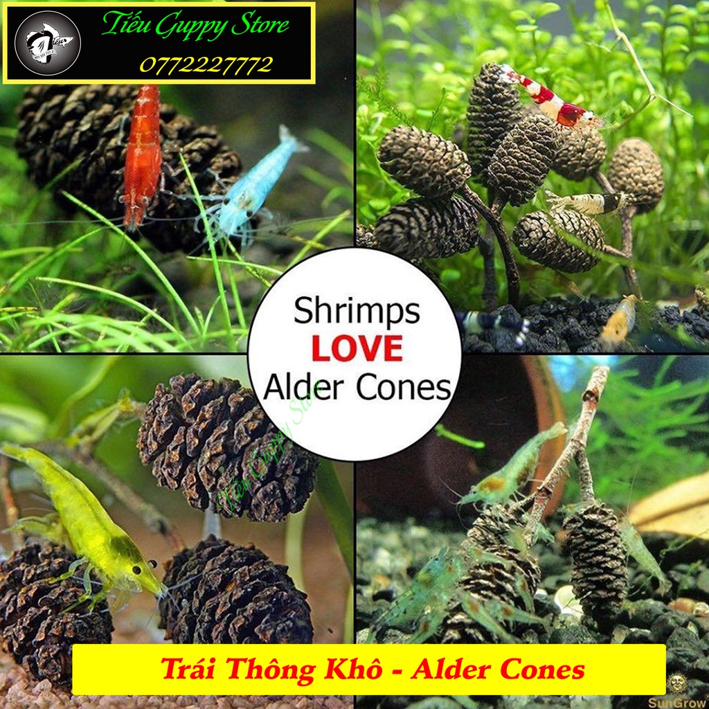 Trái Thông Khô ALDER CONES  - Quả Thông Giảm Stress Cho Tép