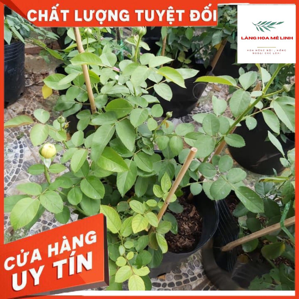 Hoa Hồng Bụi Catalina [MÀU VÀNG CHANH] tuyệt đẹp,hương thơm mộc dược, hoa lâu tàn⭐⭐