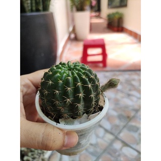 xương rồng lobi