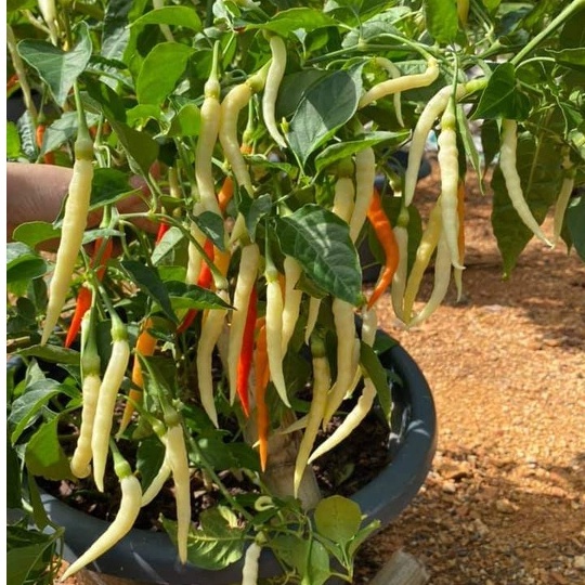 HẠT GIỐNG ỚT TẰM RỦ SIÊU CAY
