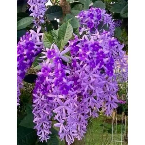 Cây hoa mai xanh chuẩn thái lan siêu xinh