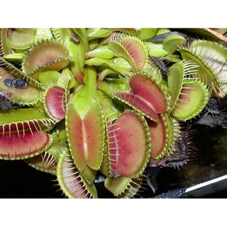 HẠT GIỐNG CÂY BẪY CẶP