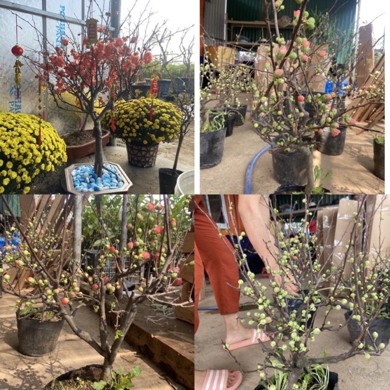 cây mai đỏ chơi tết