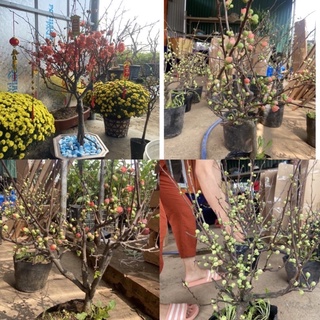 cây mai đỏ chơi tết