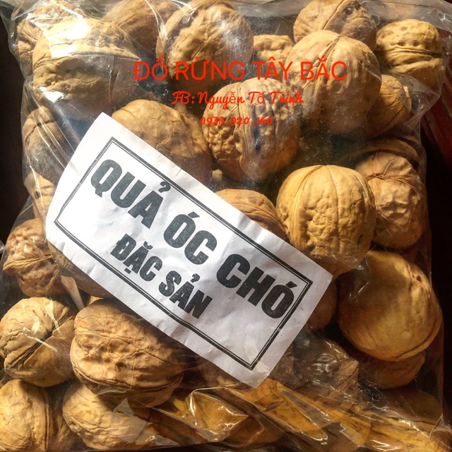 ÓC CHÓ TÂY BẮC