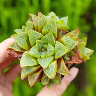 Sen đá guốc 5-7cm - Vườn sen đá