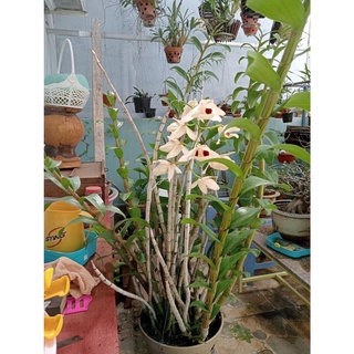 Hoa Lan hoàng thảo Thái bình(khóm 60cm trở lên)