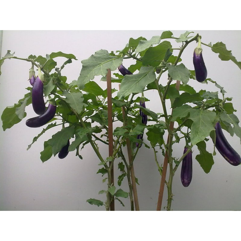 BẦU CÂY CÀ TÍM TRÁI DÀI  - CÂY GIỐNG