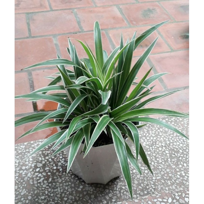 cây cỏ lan chi (gồm chậu y hình)