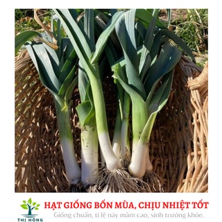 Hạt giống tỏi tây 2g (lá xanh đậm, dọc trắng cứng).