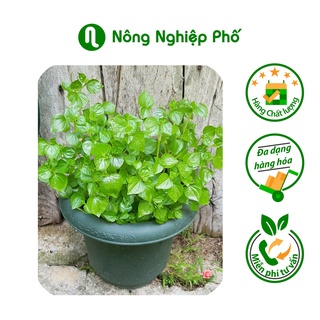 Hạt giống rau càng cua phú nông gói 0,5 gram