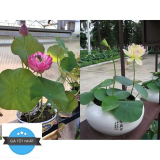 Hg3b 10hạt giống hoa sen nhật mini 10 màu