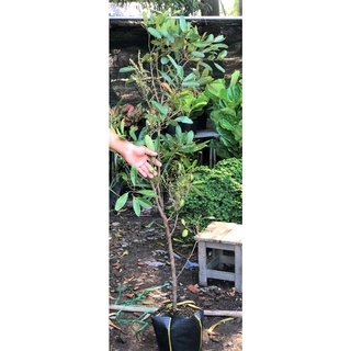Cây Cà Na cao 120cm -150 cm