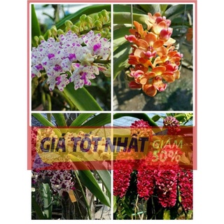 Hoa lan đai châu
