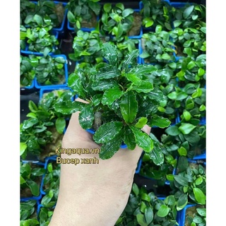 Cây thủy sinh Bucep Xanh