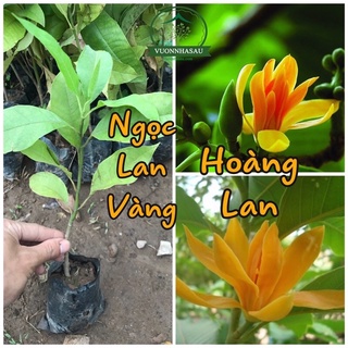 Cây giống hoa Ngọc lan(hoàng Lan)