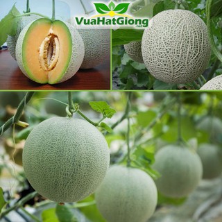 Hạt Giống Dưa Lưới F1 Năng Suất Cao - 10 Hạt