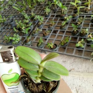 Phi điệp và trầm cây giống (gieo hạt)