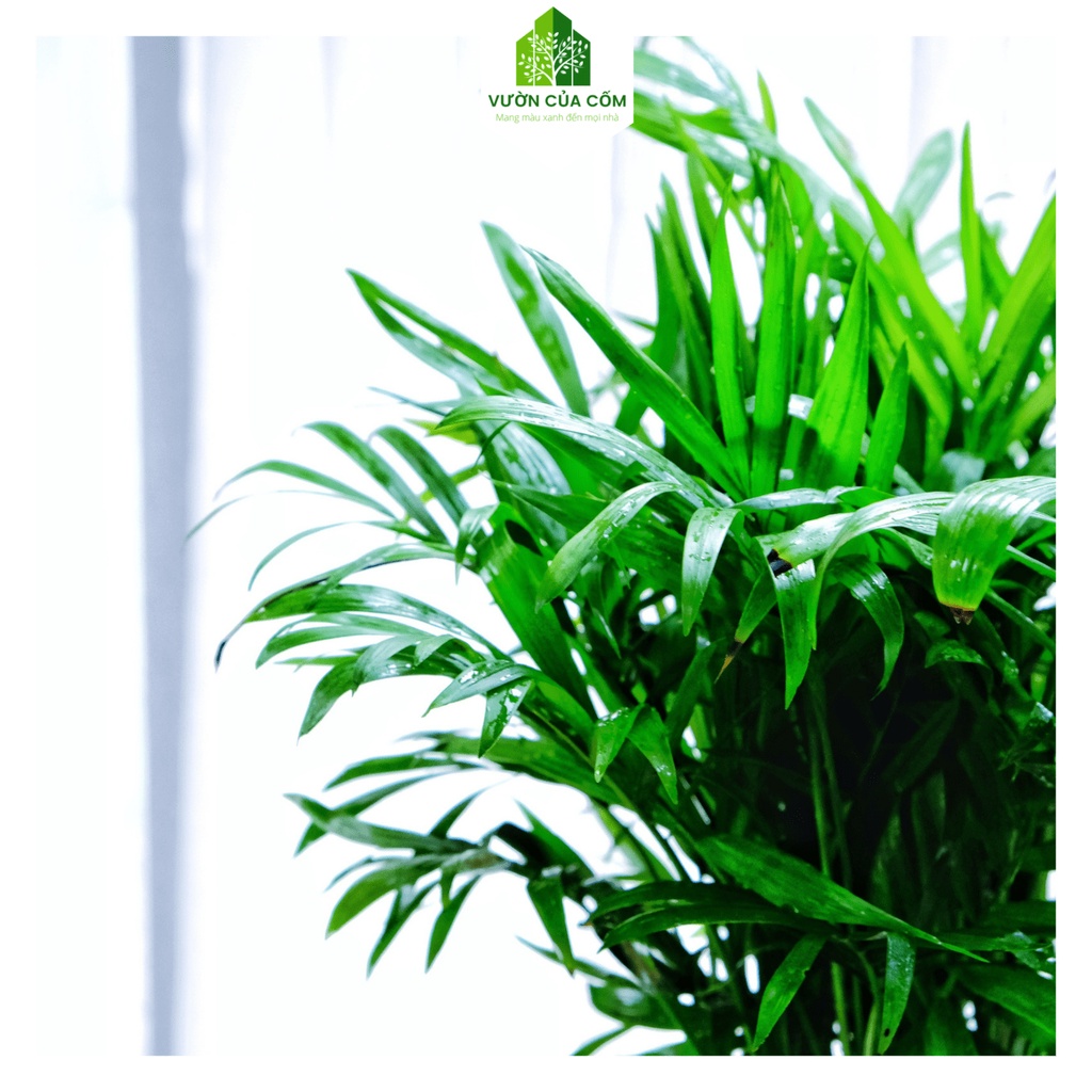 Cây cau tiểu trâm để bàn  kèm chậu sứ trắng mang phong thủy tài lộc , may mắn cho gia chủ .