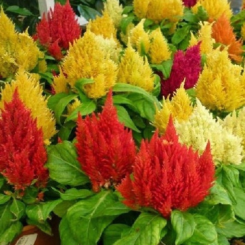 Hạt giống hoa mồng gà lửa nhiều màu f1-  gói 50 hạt-tặng kèm gói phân bón lót