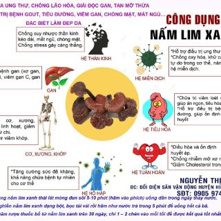 1kg NẤM LIM XANH (BÁN TỰ NHIÊN)