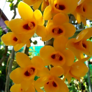 Hoa phong lan phi điệp vàng tây bắc