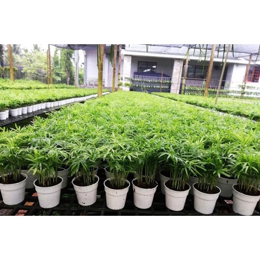 CÂY CAU TIỂU TRÂM, , cây phong thủy hút tài lộc để bàn mini GIÁ RẺ, lọc không khí,
