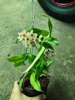 CẨM CÙ BUOTII