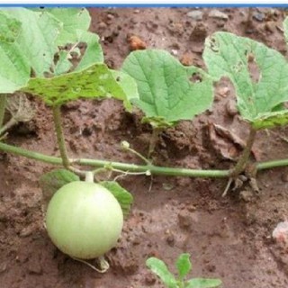 Hạt giống Dưa lê siêu ngọt 20 hạt (TẶNG gói kích thích hạt nảy mầm)