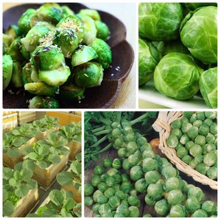#Hạt_Giống_Bắp_Cải_Mini ( Xanh + Tím ). (tặng kèm kích mầm + phân bón )