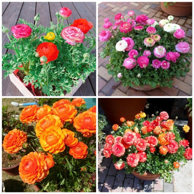 Hạt giống Hoa Hồng leo + Hồng bụi + Hồng ri ba-tư