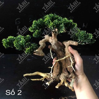 🌲 Cây Lũa Bonsai Trang Trí Bể Cá [ Gỗ Lũa Thật Gắn Lá Nhựa]