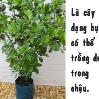 CÂY GIỐNG CHERRY MỸ ĐỎ