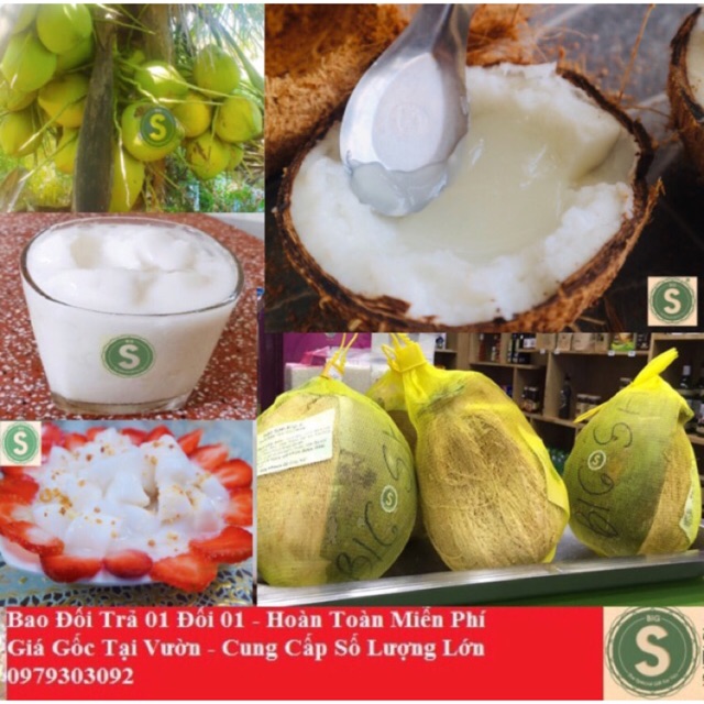 Dừa Sáp Loại Lỏng Trái To - Thương Hiệu Dừa Sáp Big S số 1 tại Trà Vinh