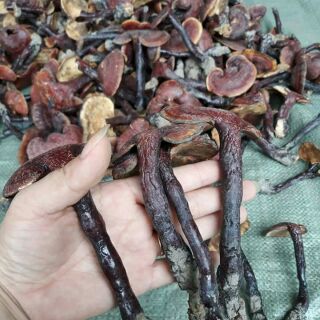 Nấm lim xanh  Mường tè Lai Châu (100g)
