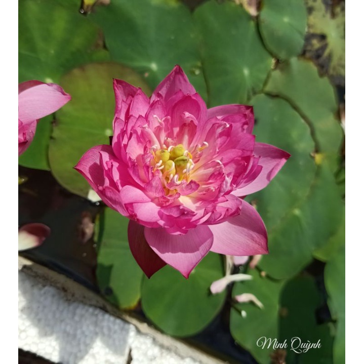 Củ sen mini Super pink