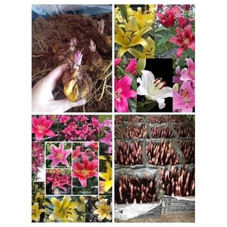 combo 100 củ giống hoa ly cao sizes 16-18 nhiều màu ra hoa đẹp 100% ra hoa