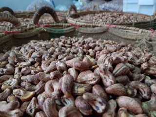 Điều nguyên Bình Phước