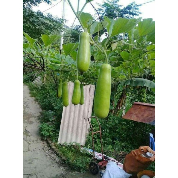 Hạt giống bầu baby 4 mùa  .