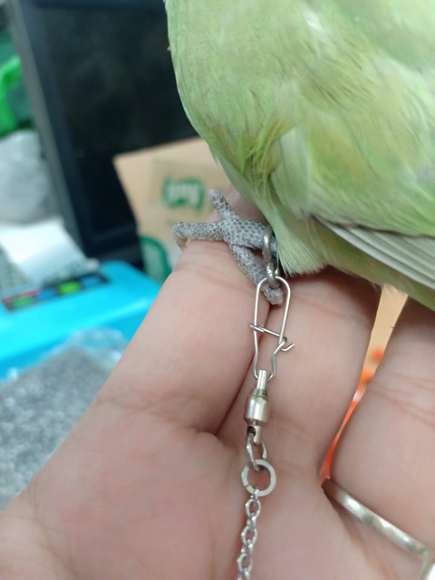 Xích cho yến phụng , LB .