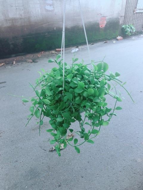 Chậu Cây Đô La Treo