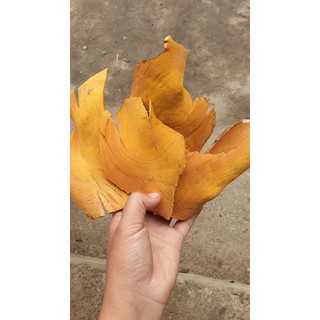 Rễ Cây Nhó đông - VIEM GAN