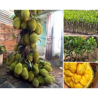 Mít Tố nữ bốn mùa
