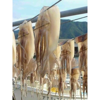 1kg mực 1 nắng
