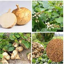 1 KG HẠT CỦ ĐẬU (HÀNG DỜI)