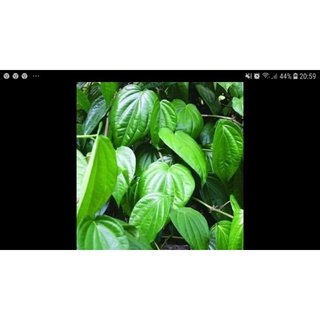 lá trầu không khô 100g
