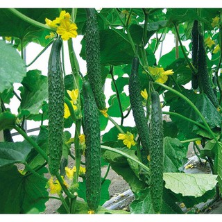 Hạt Giống Dưa Chuột Nhật F1